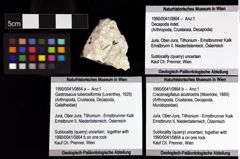 Foto (Objket + Etiketten) von Gastrosacus tuberosiformis (Lorenthey, 1929) 